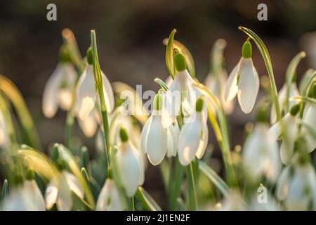 The snowdrop, latin name Galanthus nivalis, white flowers blooming in spring. Stock Photo