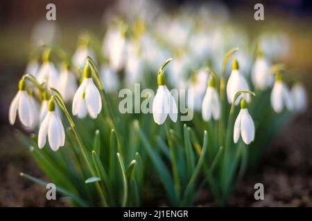 The snowdrop, latin name Galanthus nivalis, white flowers blooming in spring. Stock Photo