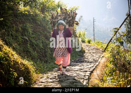 View of a female labourer carrying wood in a basket on her back in the town of Pelling. Stock Photo