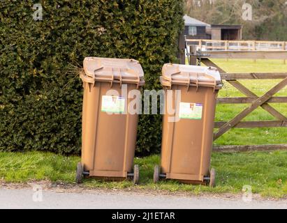 Brown wheelie bins containing garden waste ready to be emptied by refuse collectors. Hertfordshire. UK Stock Photo