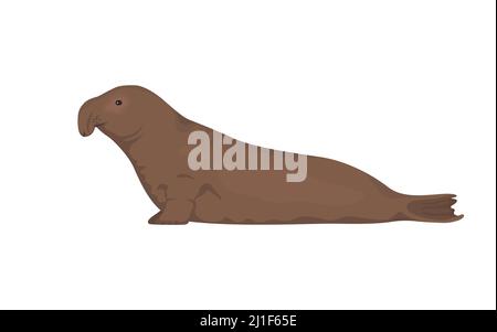 Elephant seal. Vector illustration of northern elephant seal isolated on white background. Stock Vector