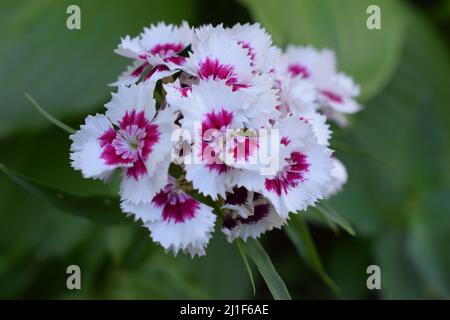 Flowerbed of Dianthus barbatus. Close up of deep red and white head Dianthus barbatus (Sweet William) flower (or Bart Nelke) Stock Photo