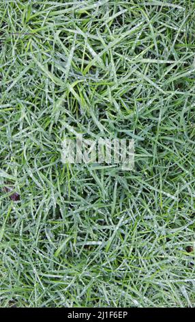 Water Droplets on Green Grass Stock Photo