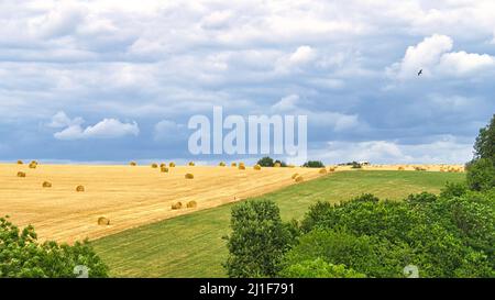 Cornfields on which bales of straw remain after harvest. Wheat was harvested. Food and fodder for livestock. Landscape shot of fields and meadows with Stock Photo