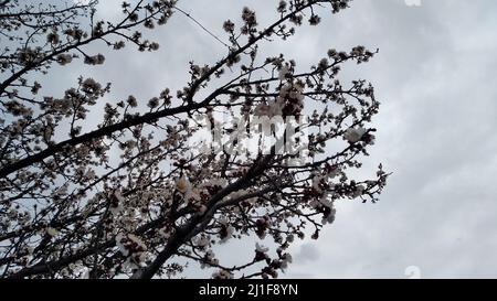 Dried apricots blooming . Dried apricots blossom Stock Photo