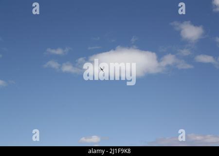 Seagull in the sky in front of a white cloud Stock Photo