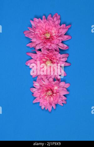 Pink chrysanthemum flower (Chrysanthemum indicum) isolated on blue background. High resolution photo. Full depth of field. Stock Photo