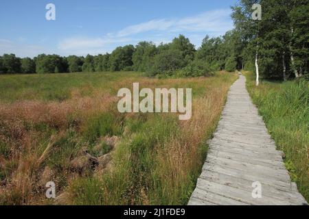 Boardwalk in the Black Moor in the Rhoen, Bavaria, Germany Stock Photo