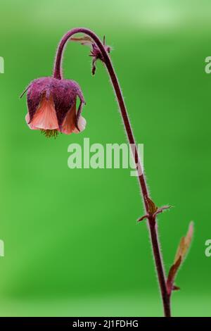 Brook avens (Geum rivale) in the Langen Rhoen, Bavaria, Germany Stock Photo