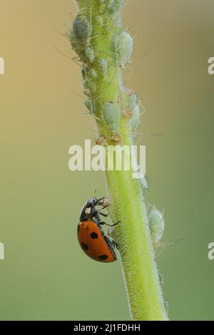 Seven-spot ladybird (Coccinella septempunctata) with lice in the Rhoen, Bavaria, Germany Stock Photo