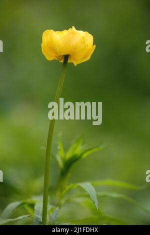 European Globeflower (Trollius europaeus) with stem in the Langen Rhoen, Bavaria, Germany Stock Photo