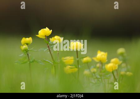 European Globeflower (Trollius europaeus) in the Long Rhoen, Bavaria, Germany Stock Photo