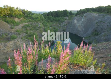 Narrow-leaved fireweed at the quarry in the Black Mountains, Rhoen, Bavaria, Germany Stock Photo
