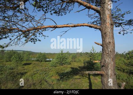 Landscape with Moor pine in the Black Moor, Rhoen, Bavaria, Germany Stock Photo