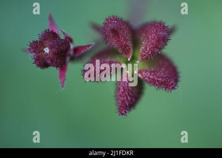 Fruit pod of Diptam (Dictamnus albus) in Kaiserstuhl, Baden-Württemberg, Germany Stock Photo