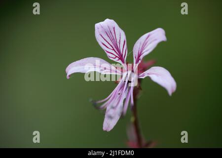 Blossom of Diptam (Dictamnus albus) in Kaiserstuhl, Baden-Württemberg, Germany Stock Photo