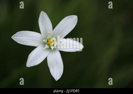 Umbel milk star (Ornithogalum umbellatum) in Kaiserstuhl, Baden-Württemberg, Germany Stock Photo