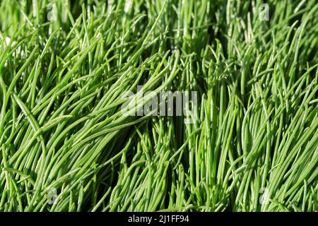 Saltwort or Friar's Beard Vegetable, Also Known as Agretti Stock Photo