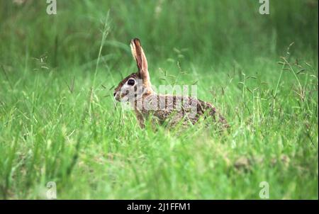 Scrub Hare, Kruger National Park Stock Photo