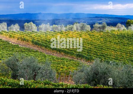 Landcaspe vineyards in Vallepicciola winery In The Heart Of Ancient Tuscany, in Castelnuovo Berardenga in the Chianti region, Siena, Tuscany, Italy. Stock Photo
