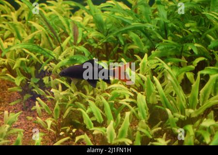 Small bright fish in pure water swim under water plants Stock Photo