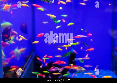 assortment of Danio Glo or Glofish in blue aquarium Stock Photo