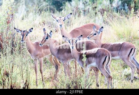 Impalas At The Gondwana Game Reserve South Africa Stock Photo