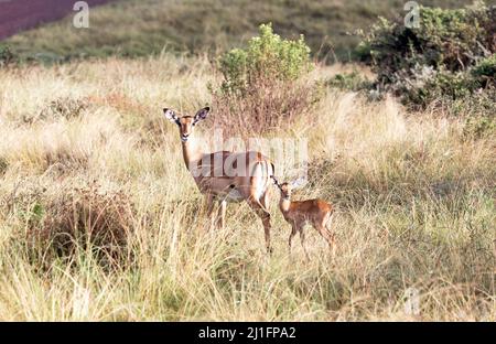 Impalas At The Gondwana Game Reserve South Africa Stock Photo