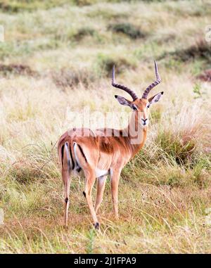 Impalas At The Gondwana Game Reserve South Africa Stock Photo