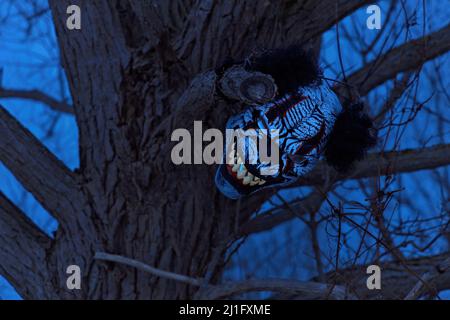 Terrifying Scary Clown Mask with Large Fangs in a Spooky Tree with at Twilight or Night Stock Photo