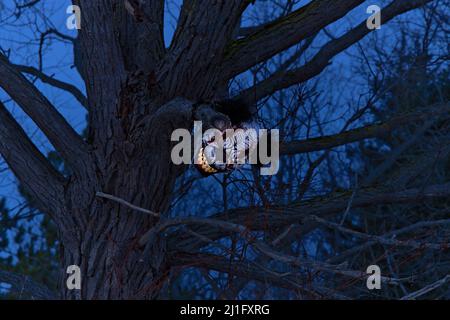 Terrifying Scary Clown Mask with Large Fangs Glows in a Spooky Tree with at Twilight or Night Stock Photo