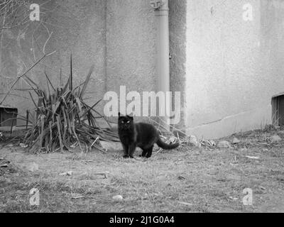 a black cat sitting on top of a dirt field next to building Stock Photo