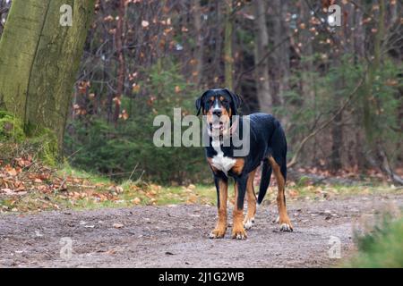 full body portrait of Bernese Mountain Dog standing in the forest looking at camera Stock Photo
