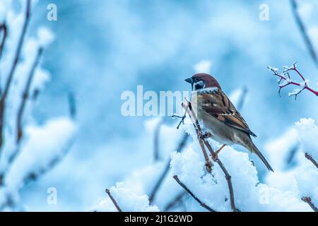 male house sparrow (Passer domesticus) sitting on a snowy twig in winter Stock Photo