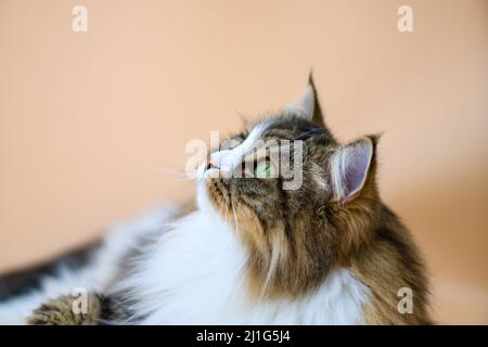 Alvin - Big Siberian cat on colored background Stock Photo