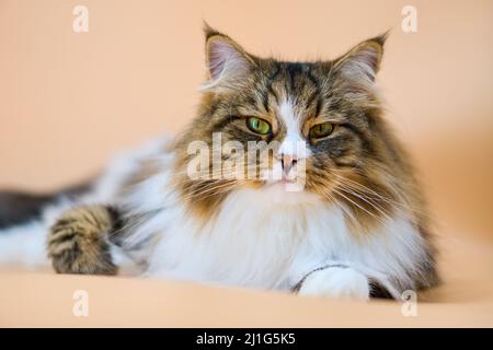 Alvin - Big Siberian cat on colored background Stock Photo
