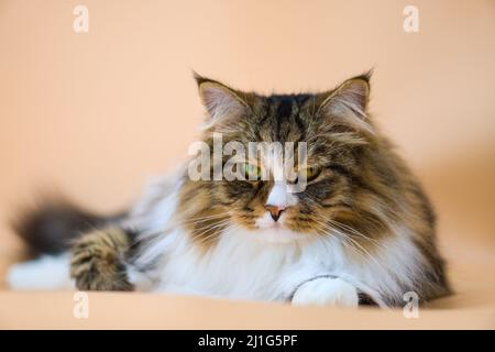 Alvin - Big Siberian cat on colored background Stock Photo