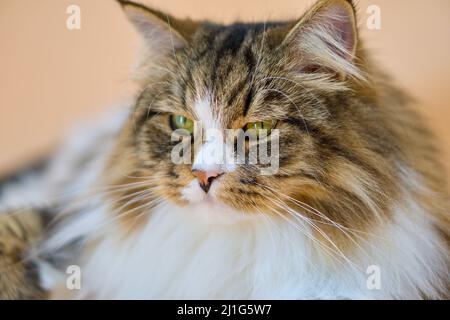 Alvin - Big Siberian cat on colored background Stock Photo