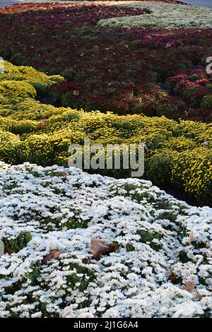 Decorative flower bed with multicolor chrysanthemums. The bright bushes of decorative chrysanthemums decorate flowerbeds in an autumn park. Stock Photo