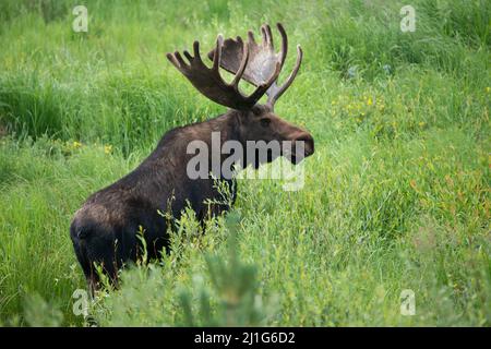 Huge bull moose with large antlers walking through green meadow in Colorado Rocky Mountains, USA Stock Photo