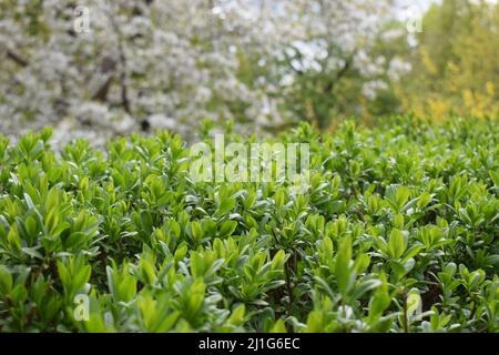 green leaves background. Green color leaf wall beautiful natural background in sunny day Stock Photo