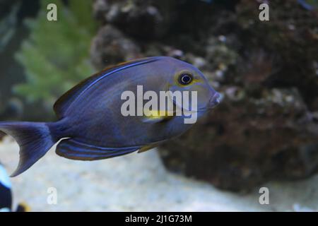 Black powder Tang. Doctorfish (Acanthurus chirurgus), also known as the doctorfish tang. Stock Photo