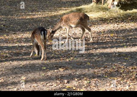 The chital (Axis axis), also known as spotted deer, chital deer, and axis deer in nature habitat. Wildlife and animal photo. Stock Photo