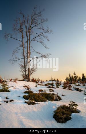 Golden hour in the mountains with snow melting around leaf less trees with clear blue sky. Very cold day of early spring in the Beskid mouintains Stock Photo