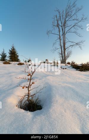 Golden hour in the mountains with snow melting around leaf less trees with clear blue sky. Very cold day of early spring in the Beskid mouintains Stock Photo