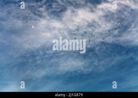 Formation of birds flying with half moon in the background Stock Photo