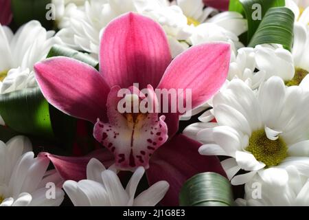 Selective focus of beautiful bouquet of chrysanthemum orchid flowers in pink color. Floral shop concept. Handsome fresh bouquet. Group of purple vanda Stock Photo