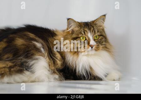Alvin - Big Siberian cat on white background Stock Photo
