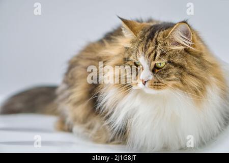 Alvin - Big Siberian cat on white background Stock Photo