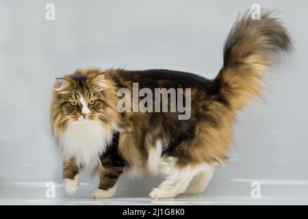 Alvin - Big Siberian cat on white background Stock Photo